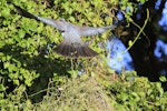 Kererū | New Zealand pigeon. Rear dorsal view of adult in flight. Mid-north, July 2012. Image © Jenny Atkins by Jenny Atkins.