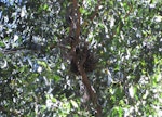 Kererū | New Zealand pigeon. View of nest from below. Banks Peninsula, January 2009. Image © James Mortimer by James Mortimer.