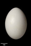 Kererū | New Zealand pigeon. Egg 50.0 x 34.2 mm (NMNZ OR.026929, collected by Ralph Powlesland). Whirinaki Forest Park, March 2002. Image © Te Papa by Jean-Claude Stahl.