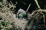 Kererū | New Zealand pigeon. Adult on nest. Kapiti Island, February 1958. Image © Department of Conservation (image ref: 10041221) by Peter Morrison, Department of Conservation.