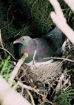 Kererū | New Zealand pigeon. Adult on nest. Maori Bay, Stewart Island, December 1983. Image © Alan Tennyson by Alan Tennyson.