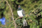 Kererū | New Zealand pigeon. Adult showing red gape. Mid-north, July 2012. Image © Jenny Atkins by Jenny Atkins.