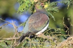 Kererū | New Zealand pigeon. Adult with open bill. Mid-north, July 2012. Image © Jenny Atkins by Jenny Atkins.