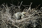 Kererū | New Zealand pigeon. Three-week-old chick in nest. Kapiti Island, February 1958. Image © Department of Conservation (image ref: 10046712) by Peter Morrison, Department of Conservation.