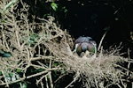 Kererū | New Zealand pigeon. Adult feeding chick in nest. Kapiti Island, February 1958. Image © Department of Conservation (image ref: 10046912) by Peter Morrison, Department of Conservation.