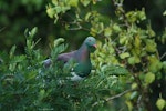 Kererū | New Zealand pigeon. Adult showing camouflage effect. Tawa, August 2012. Image © Sharon Gamble by Sharon Gamble.