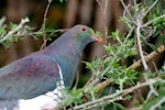 Kererū | New Zealand pigeon. Feeding on tree lucerne. Maud Island, September 2008. Image © Peter Reese by Peter Reese.