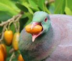 Kererū | New Zealand pigeon. Adult consuming karaka fruit. Kapiti Island, January 2018. Image © Geoff de Lisle by Geoff de Lisle.