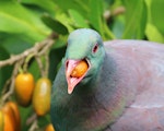 Kererū | New Zealand pigeon. Adult consuming karaka fruit. Kapiti Island, January 2018. Image © Geoff de Lisle by Geoff de Lisle.