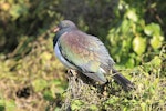 Kererū | New Zealand pigeon. Adult with feathers fluffed up in sun. Mid-north, July 2012. Image © Jenny Atkins by Jenny Atkins.