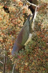 Kererū | New Zealand pigeon. Adult feeding on kahikatea fruit. Lake Matheson, Westland, March 2023. Image © Glenn Pure by Glenn Pure.