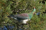 Kererū | New Zealand pigeon. Adult feeding on kahikatea fruit. Otari - Wilton's Bush, Wellington, April 2017. Image © Jean-Claude Stahl by Jean-Claude Stahl.