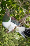 Kererū | New Zealand pigeon. Adult with nesting material. Wenderholm Regional Park, December 2015. Image © John and Melody Anderson, Wayfarer International Ltd by John and Melody Anderson.