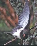 Kererū | New Zealand pigeon. Hand-reared juvenile rain-bathing. Lower Hutt, July 2002. Image © John Flux by John Flux.