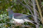 Kererū | New Zealand pigeon. Feeding on tree lucerne. Maud Island, September 2008. Image © Peter Reese by Peter Reese.