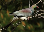 Kererū | New Zealand pigeon. Adult in tree. Wanganui, September 2012. Image © Ormond Torr by Ormond Torr.