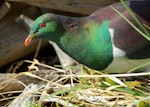 Kererū | New Zealand pigeon. Adult eating Atriplex prostrata among driftwood. Kapiti Island, April 2007. Image © Alex Scott by Alex Scott.