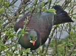 Kererū | New Zealand pigeon. Adult feeding on plum leaves. Belmont, Lower Hutt, September 2015. Image © John Flux by John Flux.