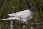 Kererū | New Zealand pigeon. Adult with aberrant plumage. Clinton, South Otago, October 2012. Image © Glenda Rees by Glenda Rees.