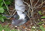 Kererū | New Zealand pigeon. Pair mating on ground. Judgeford, Wellington, January 2017. Image © Tony Tomlin by Tony Tomlin.