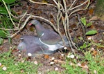 Kererū | New Zealand pigeon. Pair mating on ground. Judgeford, Wellington, January 2017. Image © Tony Tomlin by Tony Tomlin.