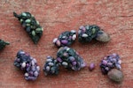 Kererū | New Zealand pigeon. Droppings showing different seeds in diet. Kapiti Island, December 2015. Image © Geoff de Lisle by Geoff de Lisle.