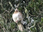 Kererū | New Zealand pigeon. Leucistic adult. Pukekawa, South Auckland, July 2013. Image © Roger Bale by Roger Bale.