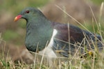 Parea | Chatham Island pigeon. Adult showing iridescent neck feathers. Tuku Farm, Chatham Island, February 2010. Image © David Boyle by David Boyle.