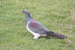 Parea | Chatham Island pigeon. Adult showing iridescent wing feathers. Taiko Camp, Chatham Island, October 2011. Image © Mark Fraser by Mark Fraser.