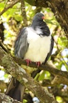 Parea | Chatham Island pigeon. Perched adult with feathers fluffed up. Sweetwater, Chatham Island, October 2011. Image © Mark Fraser by Mark Fraser.