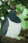 Parea | Chatham Island pigeon. Close view of adult. Chatham Island, January 1994. Image © Department of Conservation (image ref: 10031545) by Ian Flux, Department of Conservation.