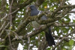 Parea | Chatham Island pigeon. Adult. Chatham Island, November 2020. Image © James Russell by James Russell.