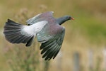 Parea | Chatham Island pigeon. Dorsal view of adult in flight. Tuku Farm, Chatham Island, January 2010. Image © David Boyle by David Boyle.