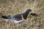 Parea | Chatham Island pigeon. Juvenile. Taiko Camp, Chatham Island, January 2022. Image © Oscar Thomas by Oscar Thomas.