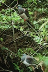 Parea | Chatham Island pigeon. Adult (top) and juvenile on supplejack liane. Chatham Island, January 1994. Image © Department of Conservation (image ref: 10034077) by Ian Flux, Department of Conservation.