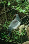 Parea | Chatham Island pigeon. Juvenile. Chatham Island, January 1984. Image © Department of Conservation (image ref: 10032547) by Ian Flux, Department of Conservation.