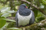 Parea | Chatham Island pigeon. Adult. Chatham Island, November 2020. Image © James Russell by James Russell.