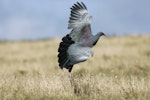 Parea | Chatham Island pigeon. Adult in flight showing iridescent feathers. Tuku Farm, Chatham Island, February 2010. Image © David Boyle by David Boyle.