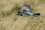 Parea | Chatham Island pigeon. Side view of adult in flight. Tuku Farm, Chatham Island, February 2010. Image © David Boyle by David Boyle.