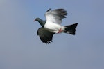 Parea | Chatham Island pigeon. Ventral view of adult in flight showing flight feathers. Tuku Farm, Chatham Island, February 2010. Image © David Boyle by David Boyle.