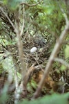 Parea | Chatham Island pigeon. Nest with egg. Tuku Valley, Chatham Island, January 1992. Image © Ralph Powlesland by Ralph Powlesland.