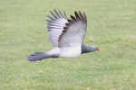 Parea | Chatham Island pigeon. Adult in flight showing underwing. Taiko Camp, Chatham Island, October 2011. Image © Mark Fraser by Mark Fraser.