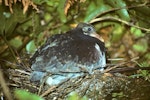 Parea | Chatham Island pigeon. Fully grown chick in nest. Tuku Valley, Chatham Island, January 1993. Image © Ralph Powlesland by Ralph Powlesland.