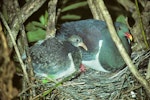 Parea | Chatham Island pigeon. Adult with 24-days-old chick on nest. Tuku Valley, Chatham Island, April 1992. Image © Ralph Powlesland by Ralph Powlesland.