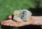 Parea | Chatham Island pigeon. Chick. Tuku Valley, Chatham Island, October 1993. Image © Ralph Powlesland by Ralph Powlesland.