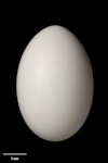 Parea | Chatham Island pigeon. Egg 52.0 x 34.9 mm (NMNZ OR.025120, collected by Ralph Powlesland). Awatotara Stream, Chatham Island, July 1992. Image © Te Papa by Jean-Claude Stahl.