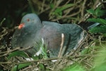 Parea | Chatham Island pigeon. Adult on nest. Chatham Island, January 1994. Image © Department of Conservation (image ref: 10023527) by Ralph Powlesland, Department of Conservation.