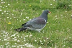 Parea | Chatham Island pigeon. Adult on ground. Tuku Farm, Chatham Island, January 2010. Image © David Boyle by David Boyle.