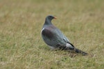 Parea | Chatham Island pigeon. Adult turning head. Tuku Farm, Chatham Island, February 2010. Image © David Boyle by David Boyle.