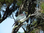 Parea | Chatham Island pigeon. Adult perched in tree. Chatham Island near Taiko camp, October 2007. Image © Graeme Taylor by Graeme Taylor.